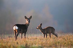 Reh - Zum Vergroessern klicken!